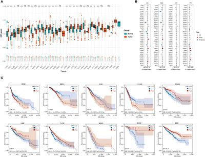 Glycosylphosphatidylinositol anchor biosynthesis pathway-based biomarker identification with machine learning for prognosis and T cell exhaustion status prediction in breast cancer